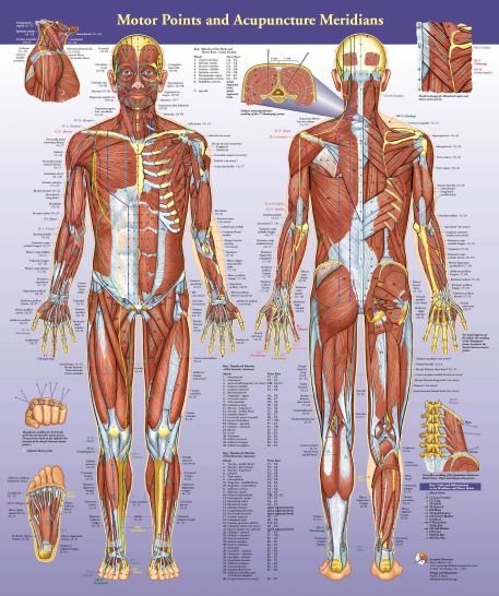 motor-points-and-acupuncture-meridians-wall-chart-new